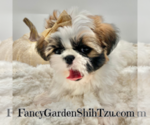 Small Photo #7 Shih Tzu Puppy For Sale in JACKSONVILLE, FL, USA