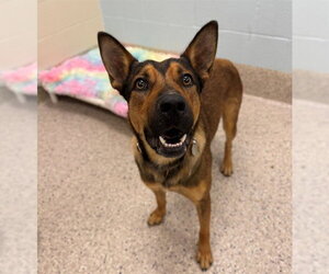 German Shepherd Dog Dogs for adoption in Brighton, CO, USA