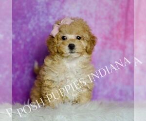 Medium Maltipoo (Miniature)