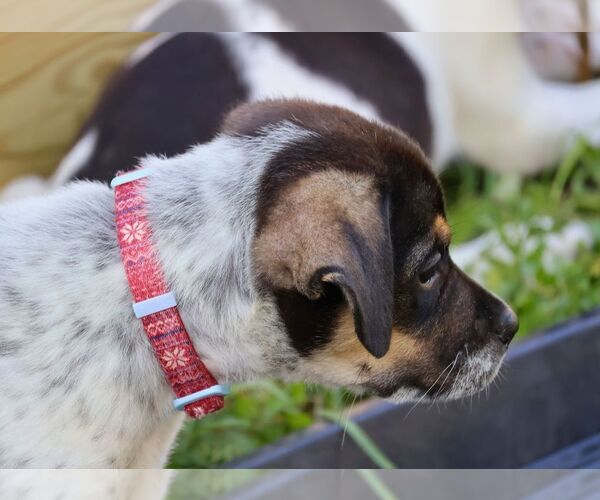 Medium Photo #4 Pointer-Unknown Mix Puppy For Sale in Minneapolis, MN, USA