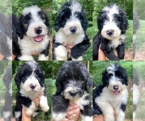 Sheepadoodle Puppy for sale in CROMWELL, KY, USA