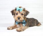 Small #17 Yorkshire Terrier
