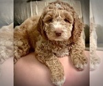 Small Photo #9 Goldendoodle (Miniature) Puppy For Sale in OWENSBORO, KY, USA