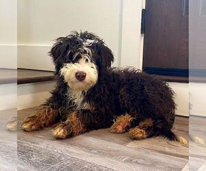 Father of the Bernedoodle (Miniature) puppies born on 05/02/2026