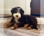 Small Photo #1 Bernedoodle (Miniature) Puppy For Sale in NEWPORT, PA, USA
