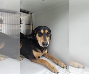 Doberman Pinscher-Labrador Retriever Mix Dogs for adoption in Houston, TX, USA