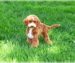 Small Photo #1 Goldendoodle mix (+ Poodle Miniature) Puppy For Sale in SYRACUSE, IN, USA
