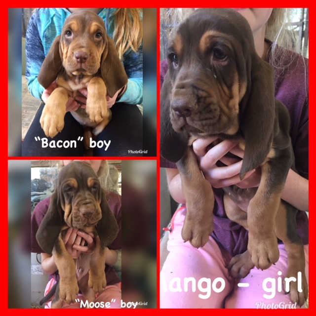 Medium Photo #1 Bloodhound Puppy For Sale in PLANTERSVILLE, TX, USA