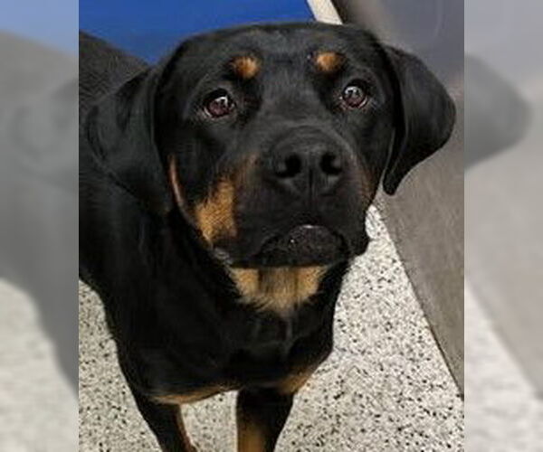 Medium Photo #2 Rottweiler Puppy For Sale in Hillsboro, NH, USA