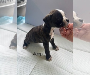 Boxer Litter for sale in EUREKA, IL, USA