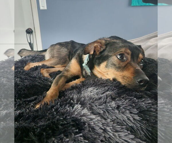Medium Photo #1 Mutt Puppy For Sale in Fargo, ND, USA