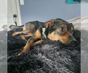 Mutt Dogs for adoption in Fargo, ND, USA