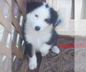 Australian Shepherd Puppy for sale in GLADE HILL, VA, USA