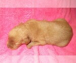 Small Photo #7 Labradoodle Puppy For Sale in LINCOLN, AL, USA
