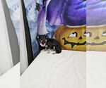 Small #1 Dachshund Mix