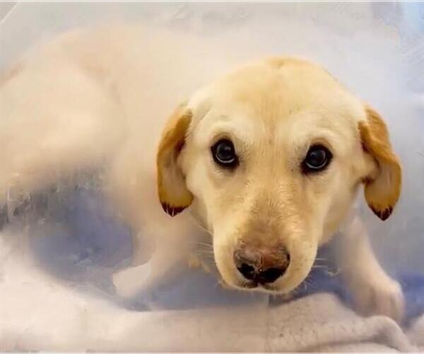 Medium Photo #1 Labrador Retriever Puppy For Sale in Houston, TX, USA