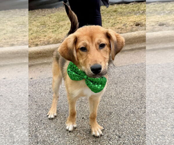 Medium Photo #1 Gerberian Shepsky Puppy For Sale in GILBERTS, IL, USA