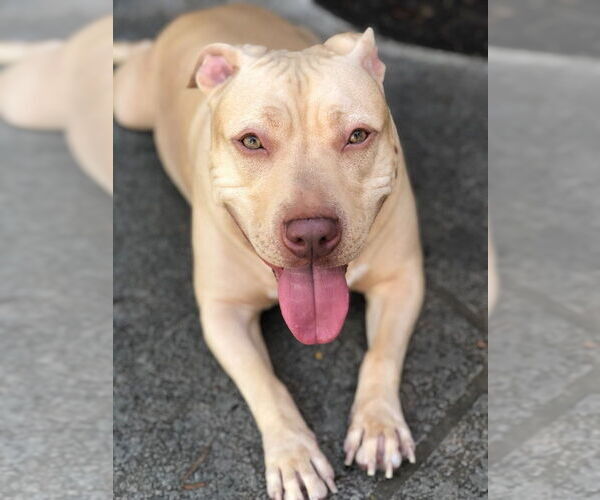 Medium Photo #1 American Staffordshire Terrier Puppy For Sale in West Palm Beach, FL, USA