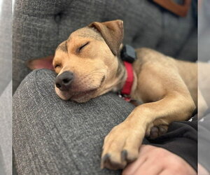 Carolina - Female Mutt Dog for Adoption - Photo #10