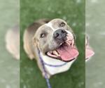 Small Staffordshire Bull Terrier Mix
