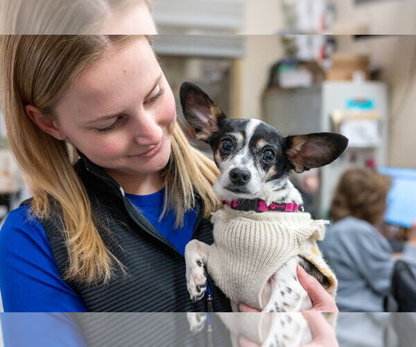 Medium Photo #3 Chiweenie Puppy For Sale in Mundelein, IL, USA