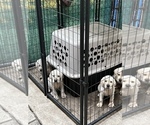 Small Photo #9 Labrador Retriever Puppy For Sale in LAKE ALFRED, FL, USA