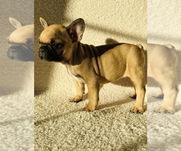 Medium Photo #3 French Bulldog Puppy For Sale in BROADWAY, NC, USA