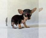Small #18 Chihuahua