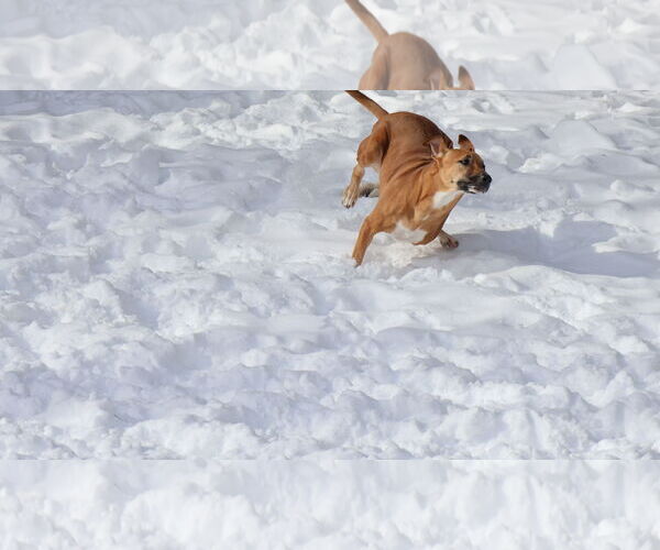 Medium Photo #29 Black Mouth Cur-Unknown Mix Puppy For Sale in Sebec, ME, USA