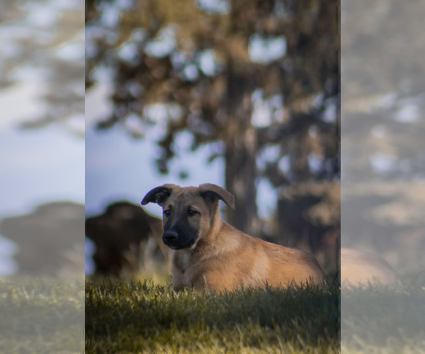 Medium Photo #1 Belgian Malinois Puppy For Sale in ALTURAS, CA, USA