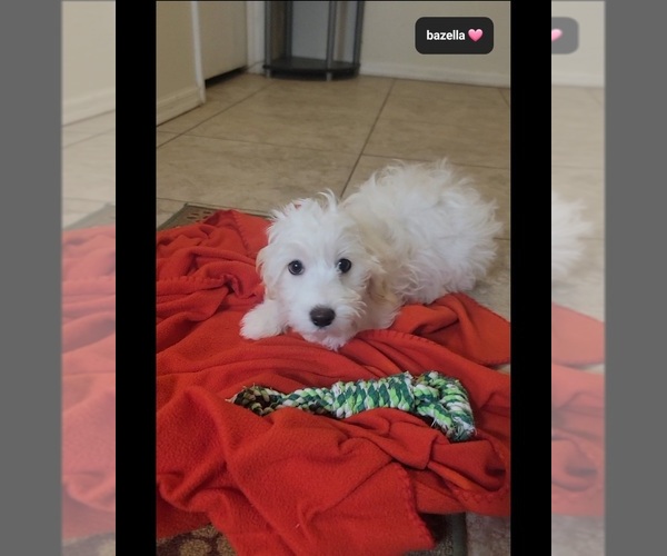 Medium Photo #3 Havanese Puppy For Sale in TUCSON, AZ, USA