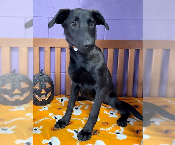 Medium Photo #2 Labrador Retriever-Unknown Mix Puppy For Sale in Genesee, WI, USA