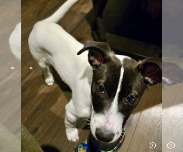 Medium Photo #6 Siberian Husky Puppy For Sale in Fort Wayne, IN, USA