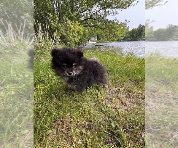 Medium Photo #1 Pomeranian Puppy For Sale in AUGUSTA, ME, USA