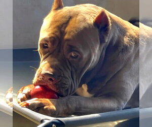 Brutus - Male American Bulldog Dog for Adoption - Photo #3