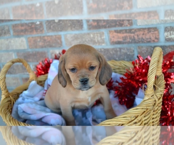 Medium Photo #5 Puggle Puppy For Sale in GREENWOOD, WI, USA
