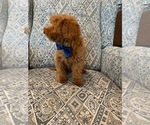 Small Photo #3 Poodle (Toy) Puppy For Sale in LANSDALE, PA, USA