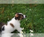 Small Photo #12 Collie Puppy For Sale in PARIS, MI, USA
