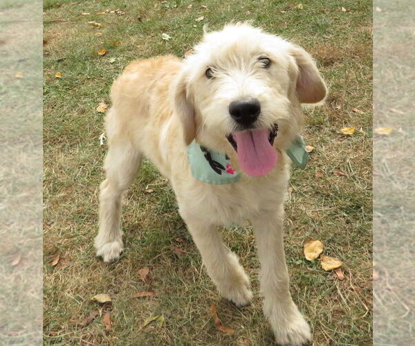 Medium Photo #3 Golden Retriever-Unknown Mix Puppy For Sale in Grovertown, IN, USA