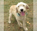 Small #2 Golden Retriever Mix