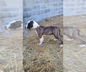 American Pit Bull Terrier Puppy for Sale in BENTON, Pennsylvania USA