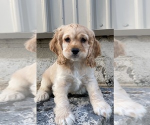 Cocker Spaniel Puppy for sale in CANOGA, NY, USA