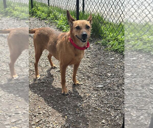 Medium Photo #1 Mutt Puppy For Sale in Elmsford, NY, USA