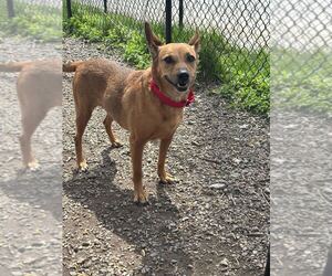 Mutt Dogs for adoption in Elmsford, NY, USA