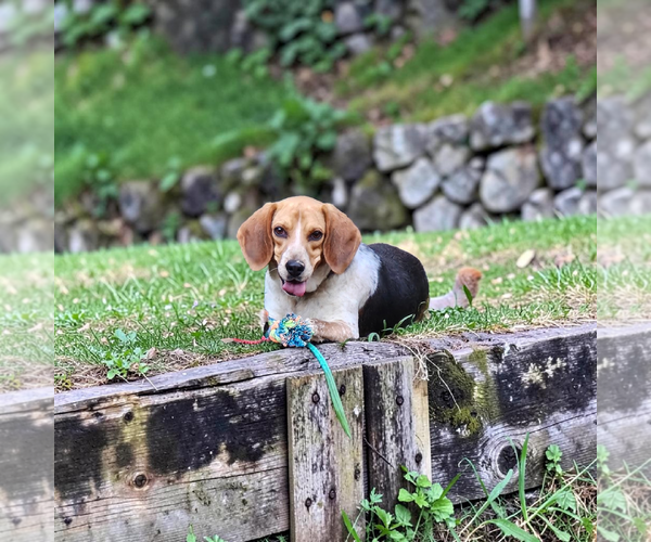 Medium Photo #4 Beagle Puppy For Sale in Woodsfield, OH, USA