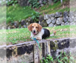 Small #3 Beagle
