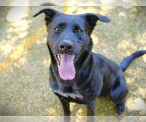 Labrador Retriever Dogs for adoption in Tallahassee, FL, USA