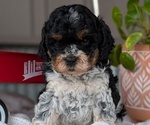 Small Photo #42 Cockapoo (Miniature) Puppy For Sale in GOSHEN, IN, USA