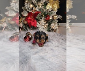 Yorkshire Terrier Puppy for sale in INDIANAPOLIS, IN, USA
