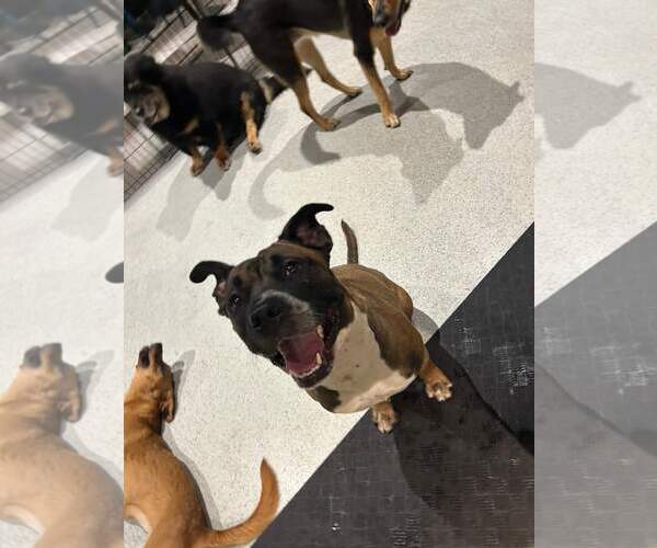 Medium Photo #42 Boxer-Unknown Mix Puppy For Sale in Holly Springs, NC, USA